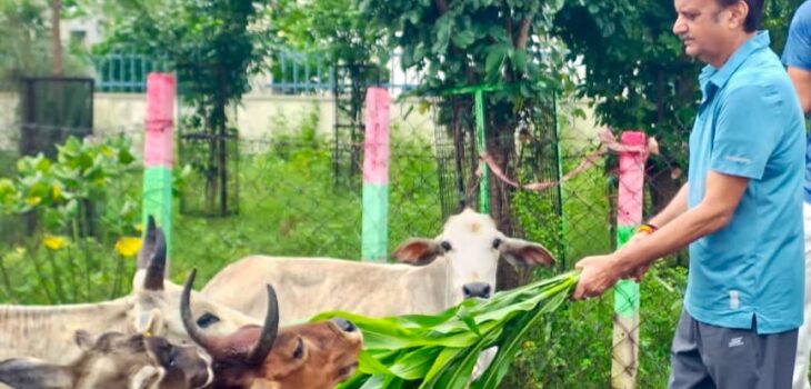 उप मुख्यमंत्री ने बसामन मामा गौवंश वन्य विहार का किया निरीक्षण
